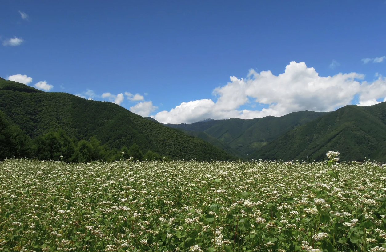 信州伊那そば畑に咲く蕎麦の花