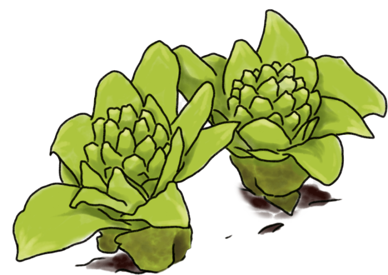 蕗の薹イラスト