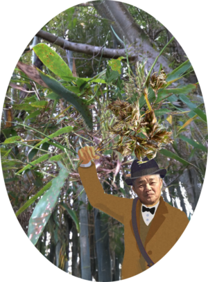 竹の花