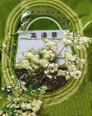 高遠草乾燥粒