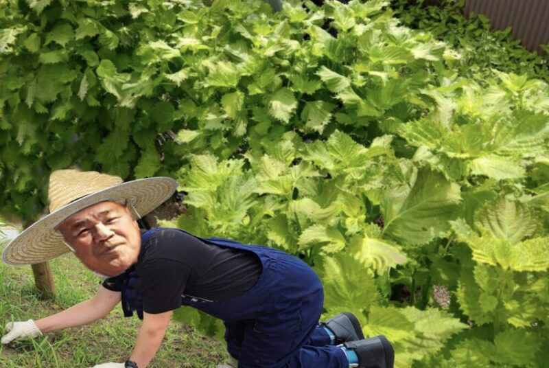 青紫蘇畑