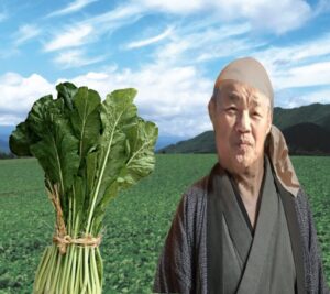 野沢菜畑