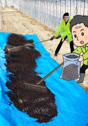 寒ざらし準備作業