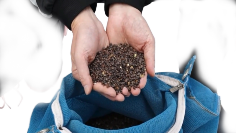 寒ざらし蕎麦実