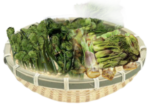 山菜食材