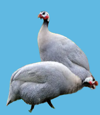 ホロホロ鳥