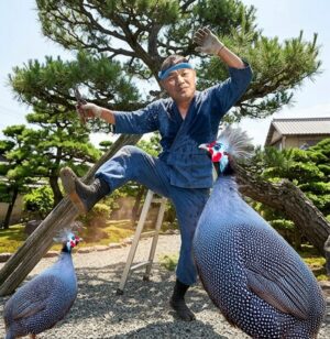 踊るホロホロ鳥