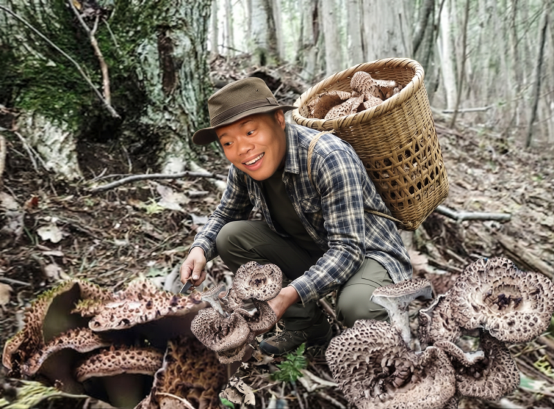 香茸収穫